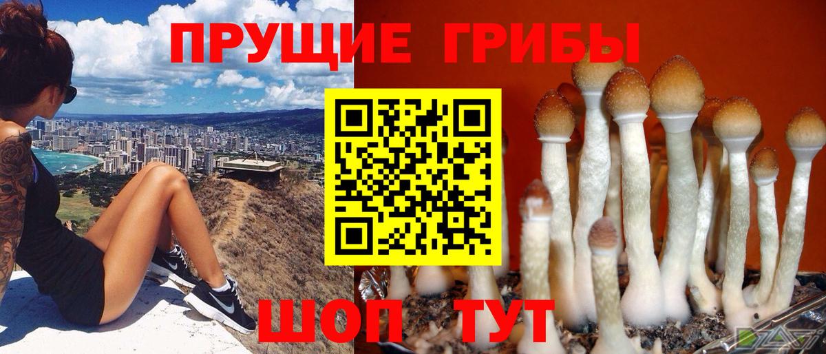 Псилоцибиновые грибы мицелий Тольятти